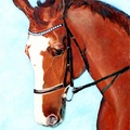 Caesar (4279 visits) A portrait of my late wife's dressage horse Ceasar. A real talented Dutch Warmblood trained up to Gr... Caesar