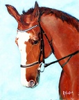 Caesar -- A portrait of my late wife's dressage horse Ceasar. A real talented Dutch Warmblood trained up to Grand Prix levels.