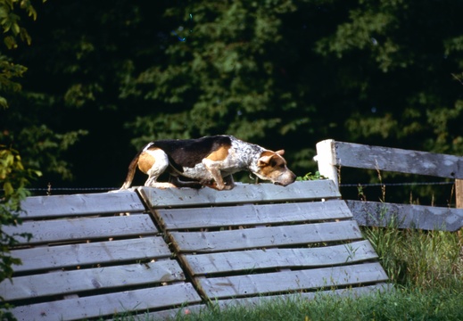 The hounds are off. ca 1985