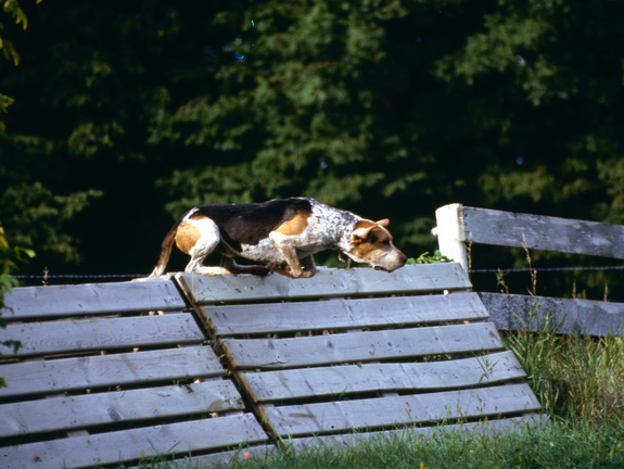 The hounds are off. ca 1985