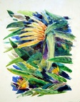 Bird of Paradise Lily -- Bird of Paradise Lily.  Acrylic on panel sketch on chalkboard.