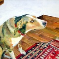 Caught in the Act- Guilty Elvis (NFS) (5386 visits) Here is Elvis (he ain't nuttin but a hound dawg) enjoying Middle Eastern dining on our Persian rug. ... Caught in the Act- Guilty Elvis (NFS)
