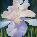 White Iris