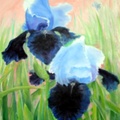 Blue Irises