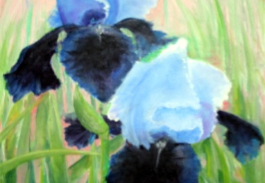 Blue Irises