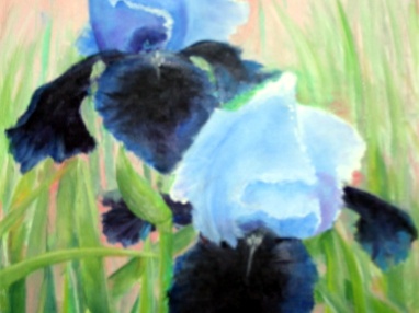 Blue Irises