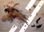 Pheasant Under Mack Truck -- An assemblage of found objects on cement board. I did a collage of the same name 50 years ago which consisted of a paint rag and pheasant feathers. It was lost, (I like to think stolen), many years ago in a move. I felt motivated and used "real pheasant" for this work. It has had proper taxidermy so won't stink up the house. It resides above my fireplace.