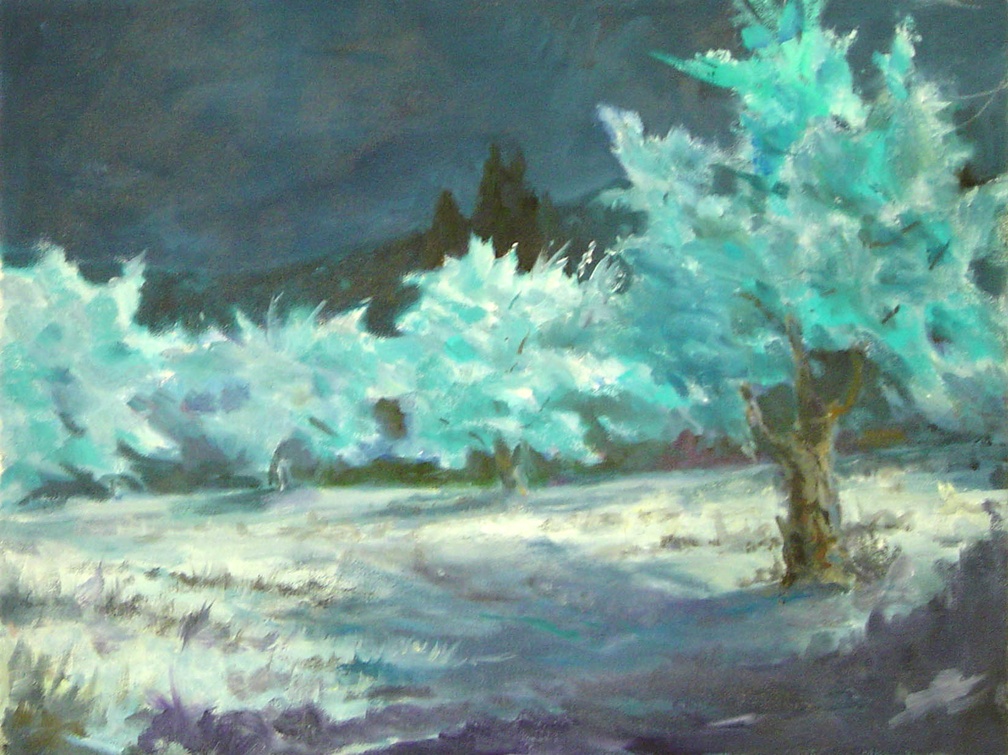 Olive Grove in Moonlight