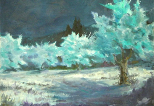 Olive Grove in Moonlight