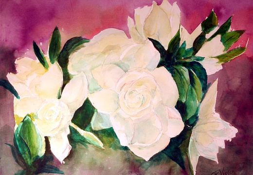 Gardenias