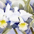 White Orchids (SOLD) (5715 بازدید) Painted in an orchid nursery in West Palm Beach. White Orchids (SOLD)