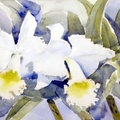 White Orchids (SOLD)