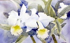White Orchids (SOLD) -- Painted in an orchid nursery in West Palm Beach.