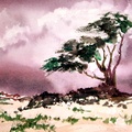 Windswept Tree (5128 بازدید) Windswept Tree on a beach on a dreary day. Windswept Tree