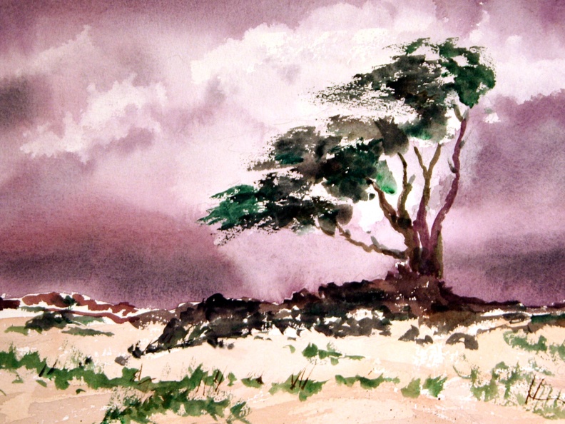 Windswept Tree (5128 gweladenn) Windswept Tree on a beach on a dreary day. Windswept Tree