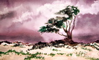 Windswept Tree -- Windswept Tree on a beach on a dreary day.