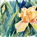 Yellow Iris zc