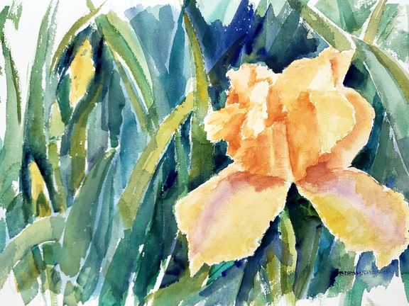 Yellow Iris zc (1365 visits) Yellow Iris zc