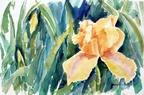 Yellow Iris zc