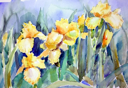 Yellow Irises (4246 visites) Yellow Irises watercolor Yellow Irises