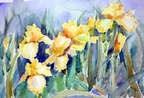 Yellow Irises -- Yellow Irises watercolor